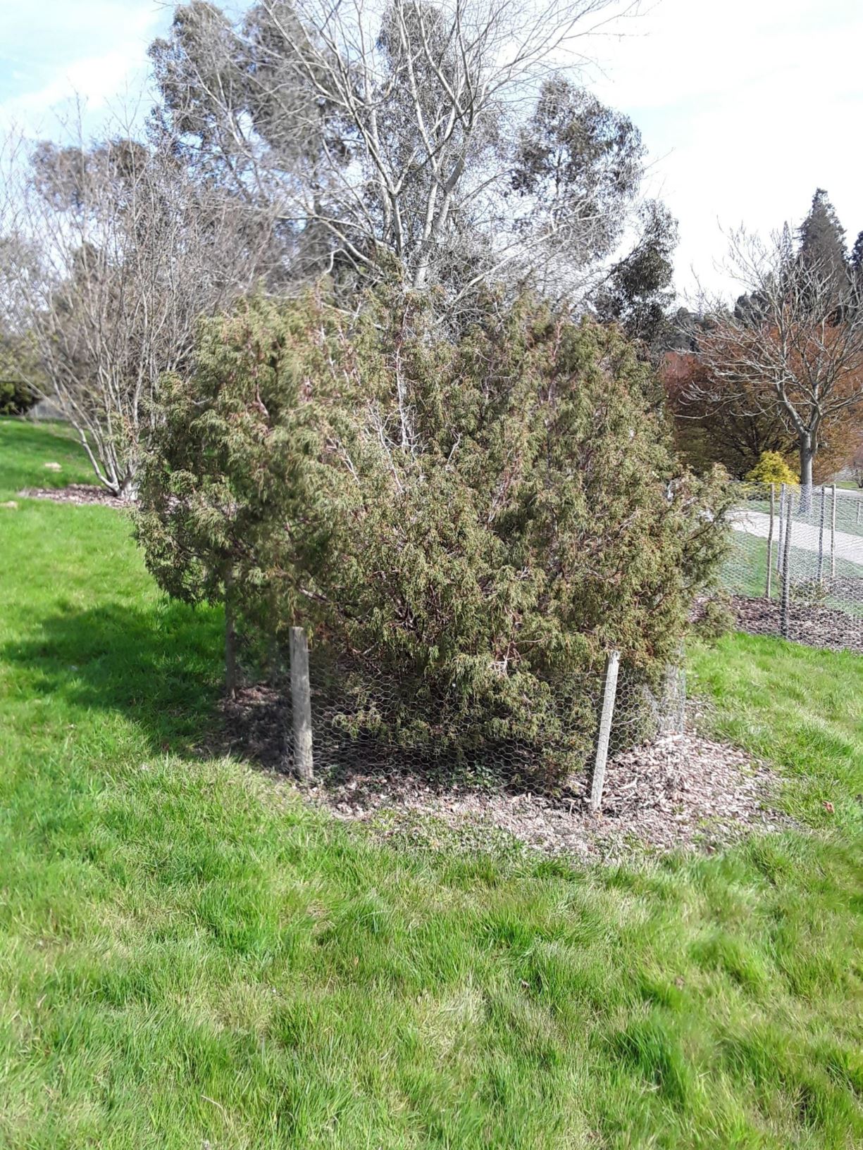 Juniperus recurva - Himalayan weeping juniper