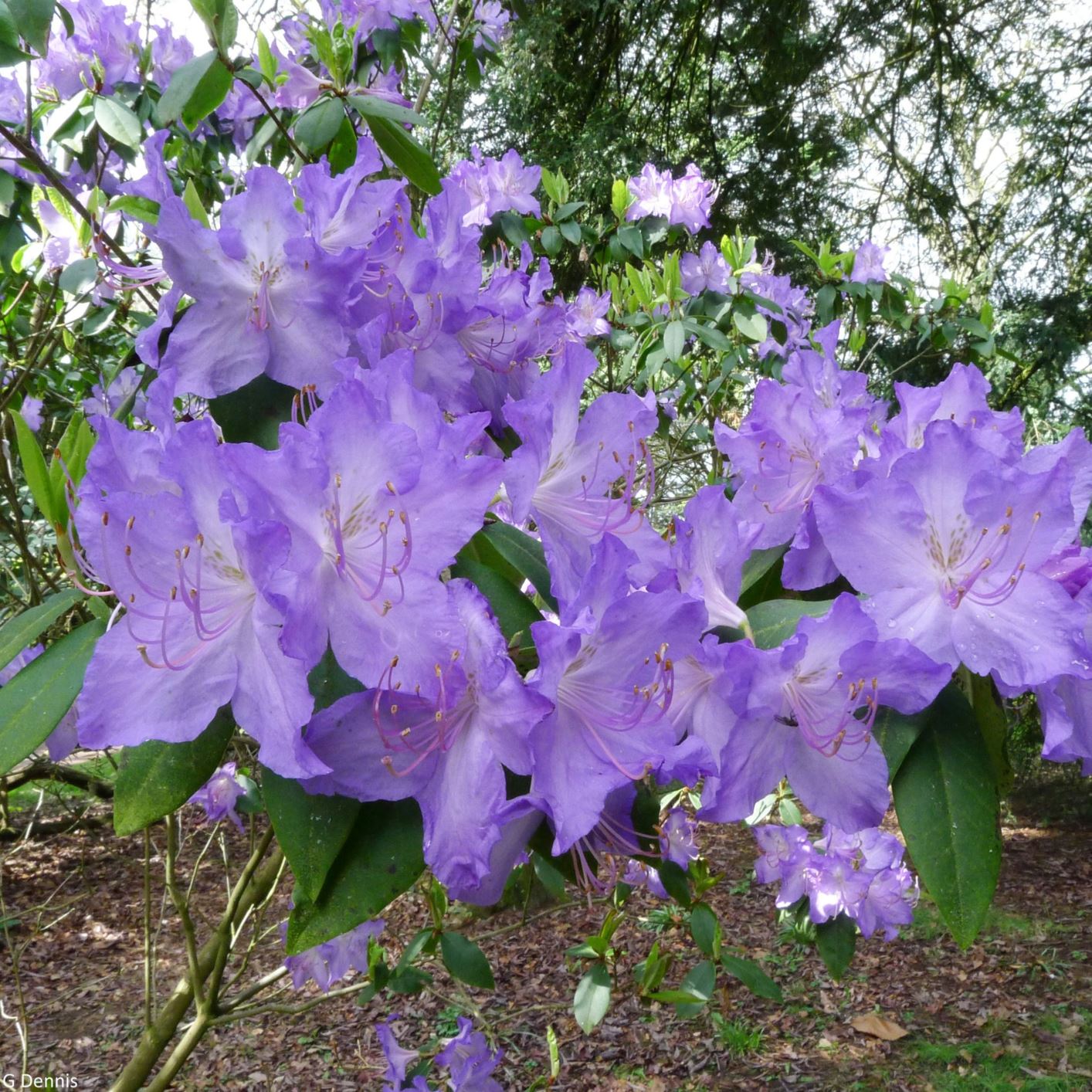 Rhododendron augustinii - Blue rhododendron | Westonbirt 