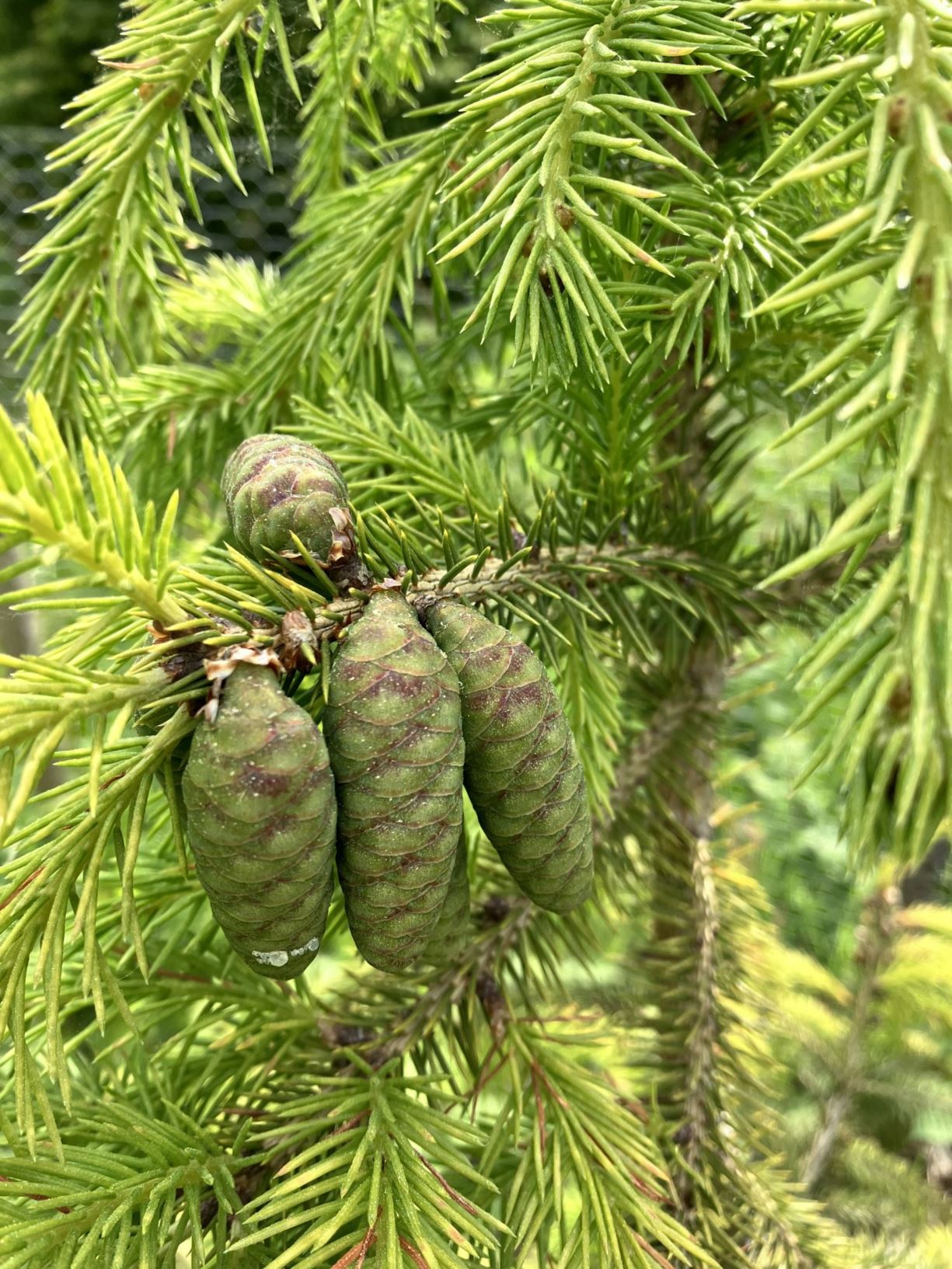 Picea maximowiczii - Japanese bush spruce | Westonbirt