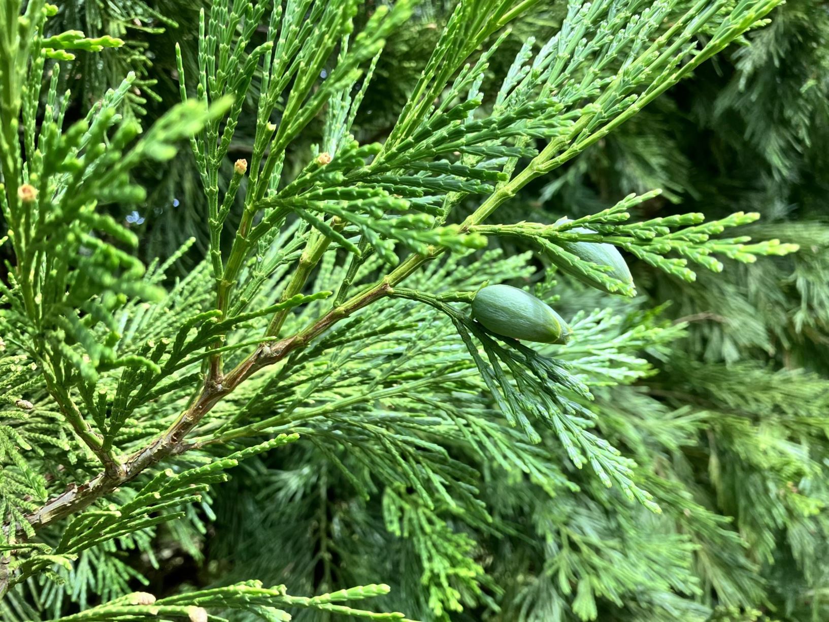 Calocedrus decurrens Incense cedar Westonbirt