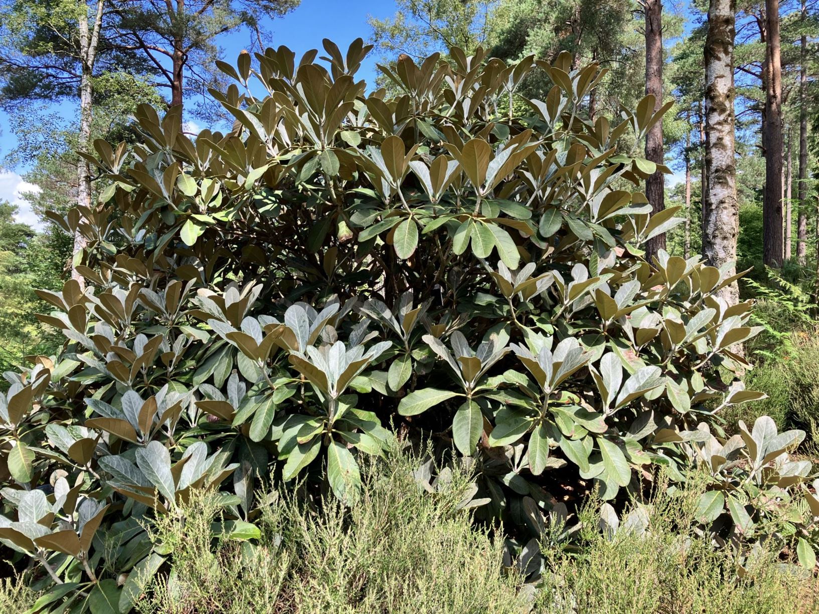 Rhododendron macabeanum - McCabe rhododendron