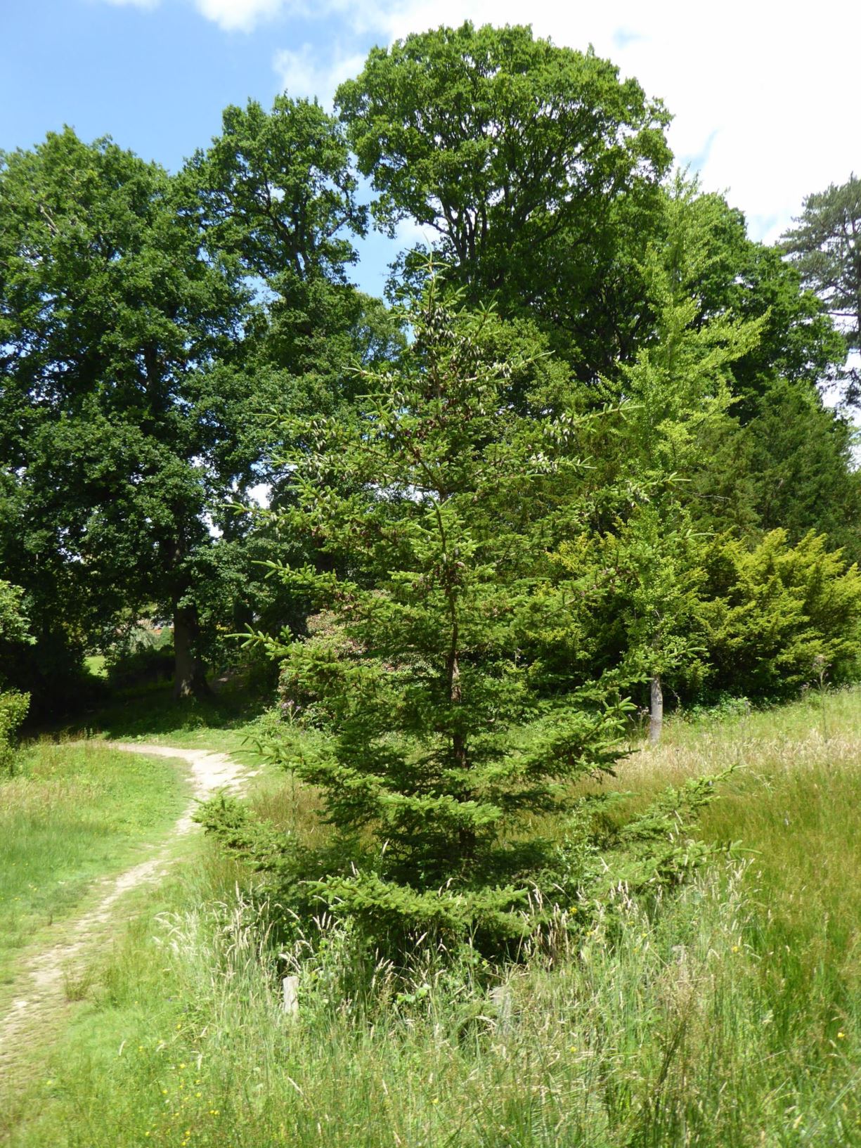 Picea rubens - Red spruce | Westonbirt