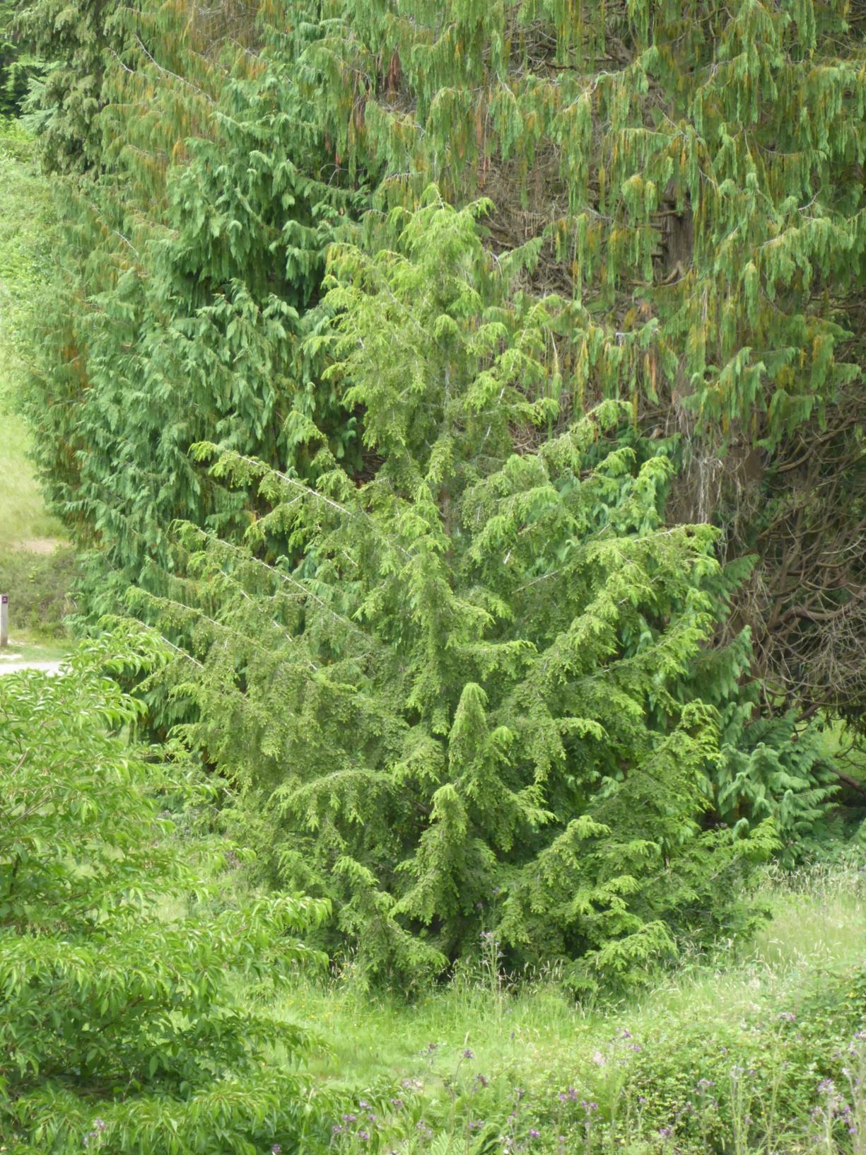 Tsuga chinensis - Chinese hemlock