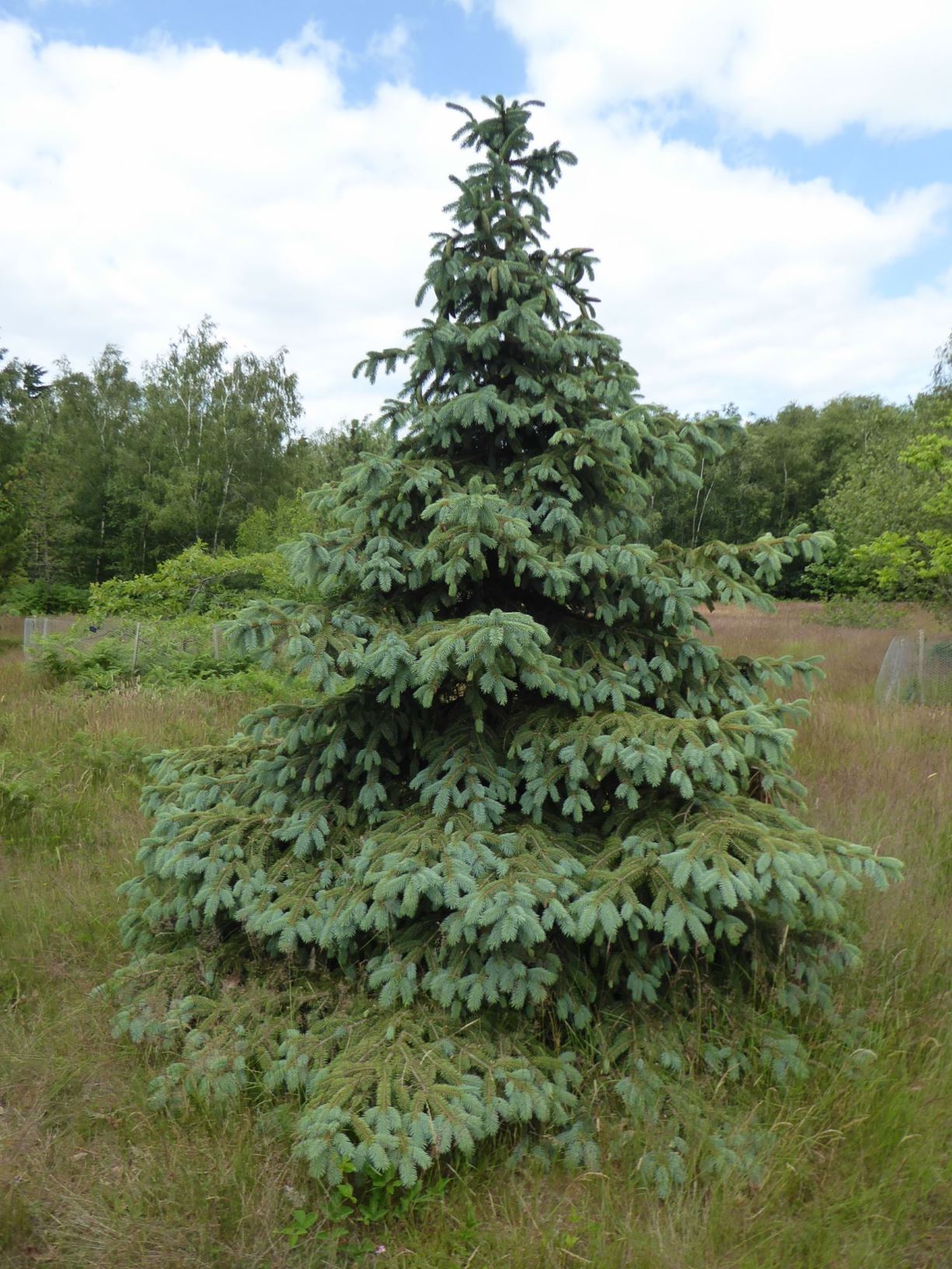 Picea chihuahuana - Chichuaha spruce