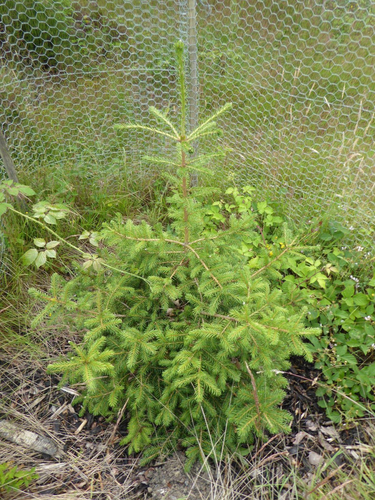 Picea maximowiczii - Japanese bush spruce | Westonbirt