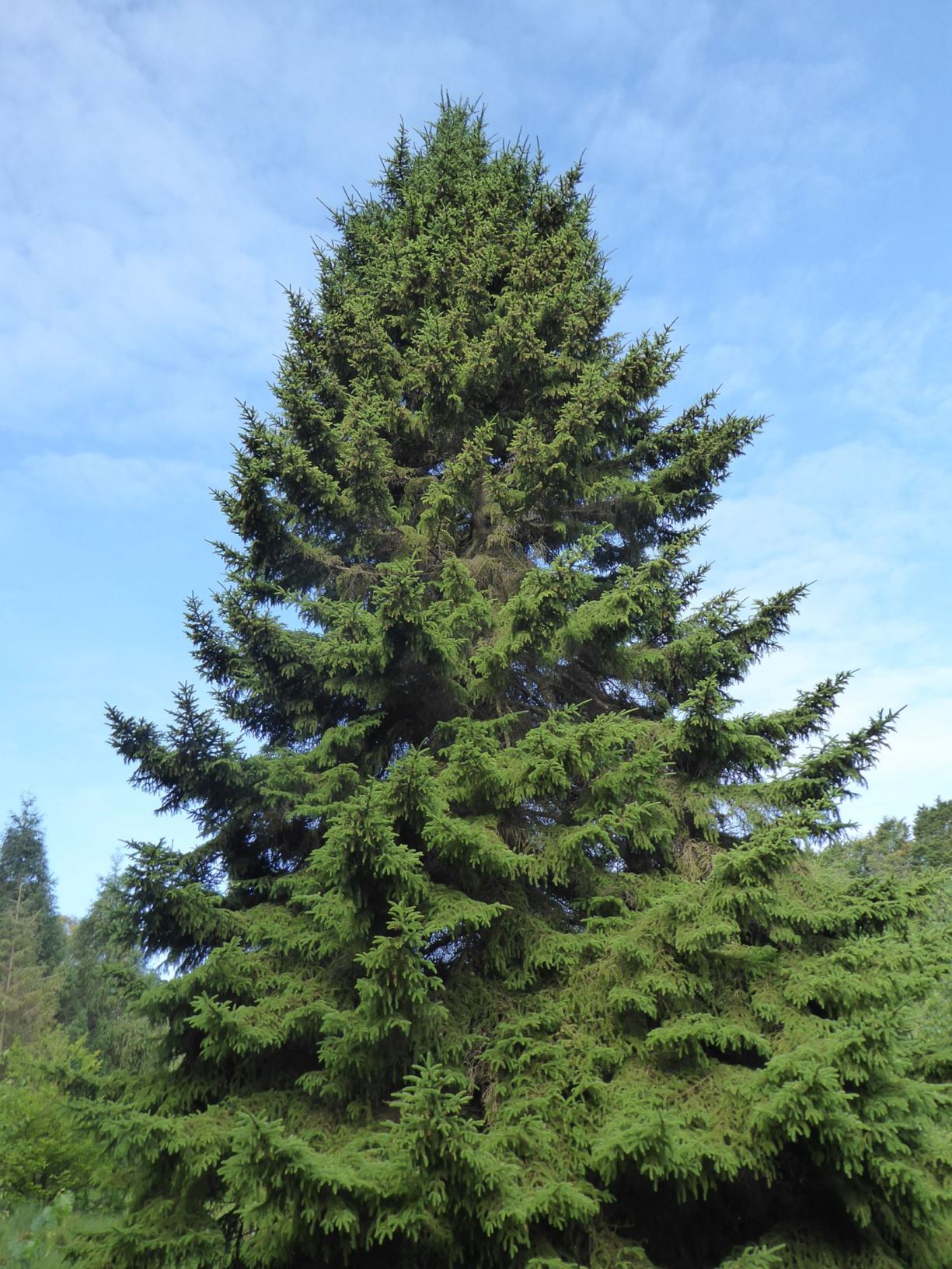 Picea rubens - Red spruce | Westonbirt