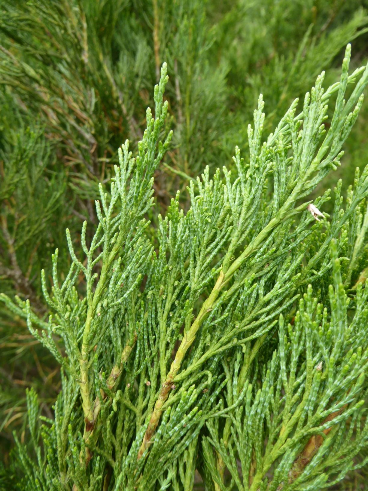 Juniperus sabina - Savin juniper