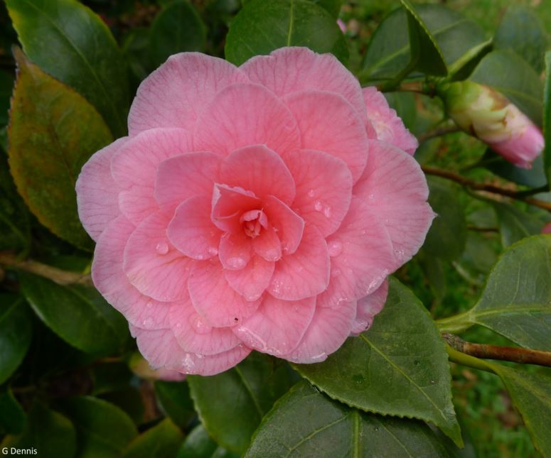 Camellia