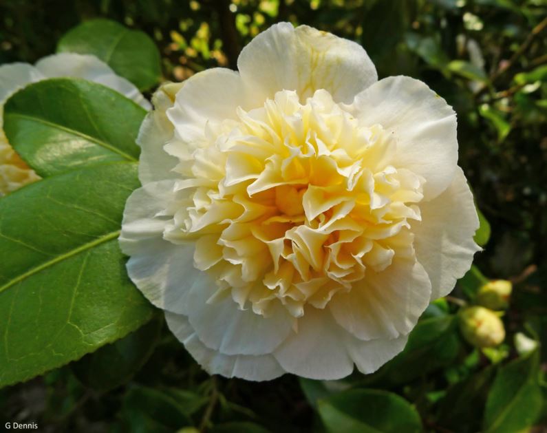 Camellia × williamsii 'Jury's Yellow'