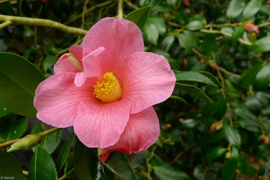 Camellia × williamsii 'Bow Bells'