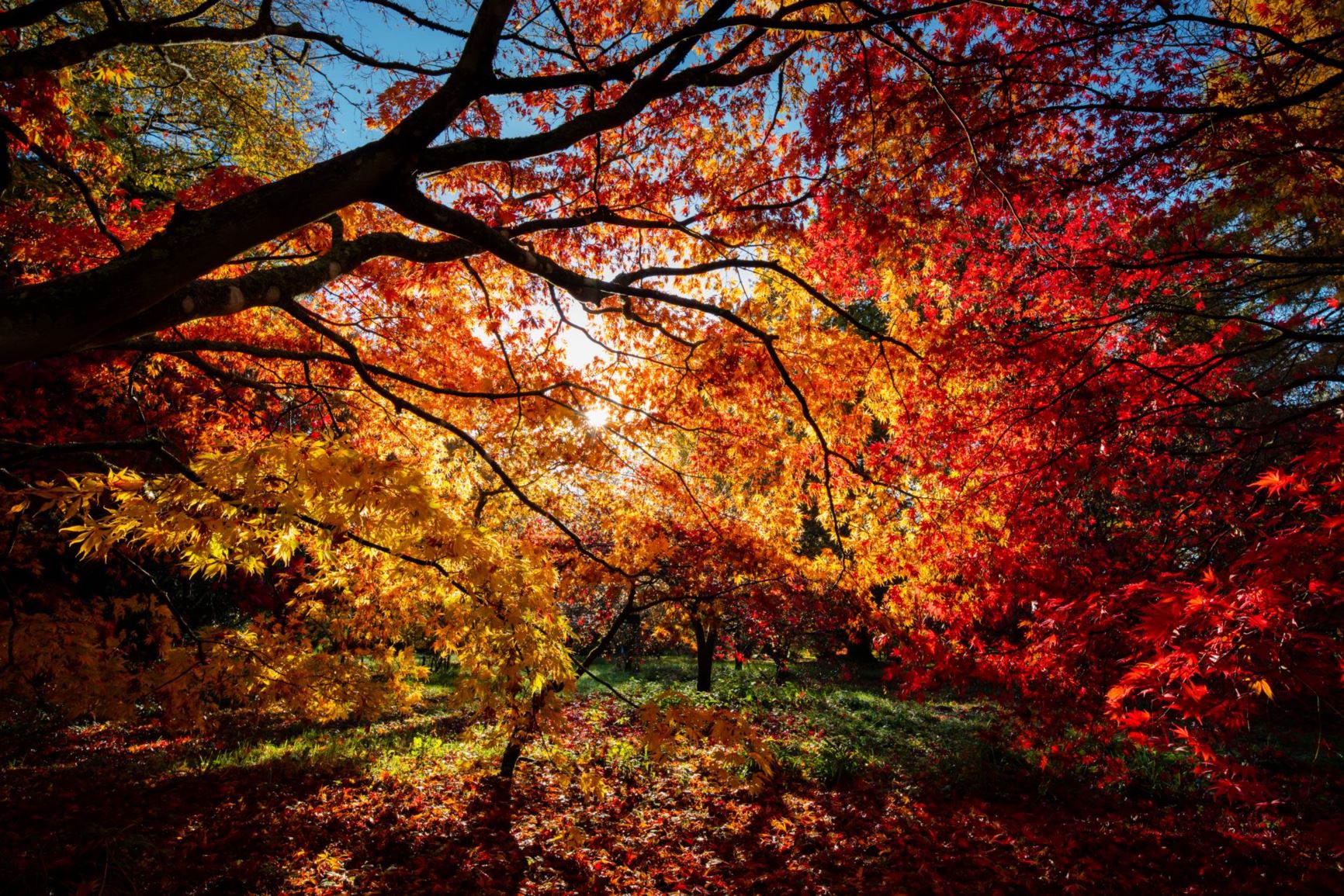 Arboretum view