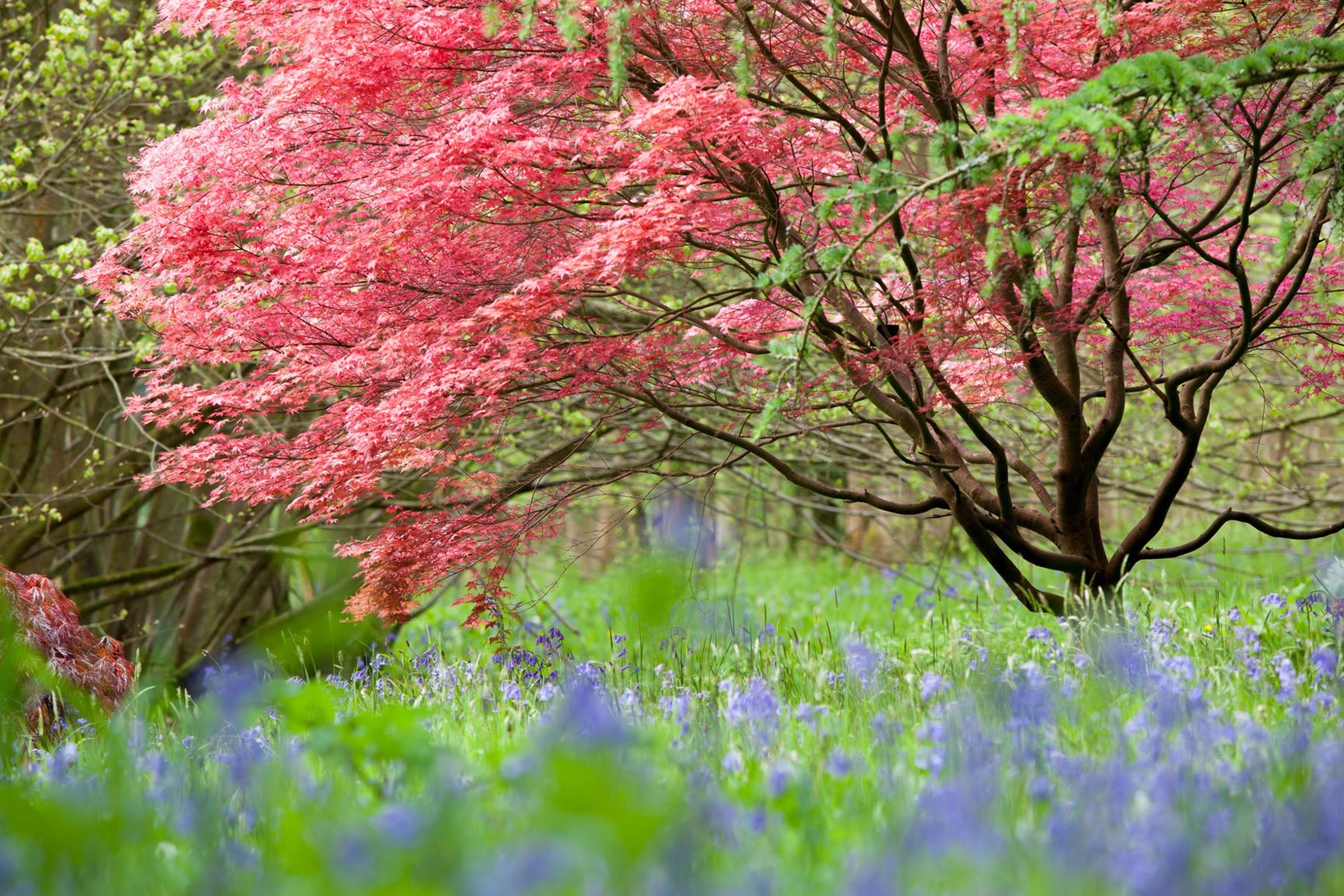 Arboretum view