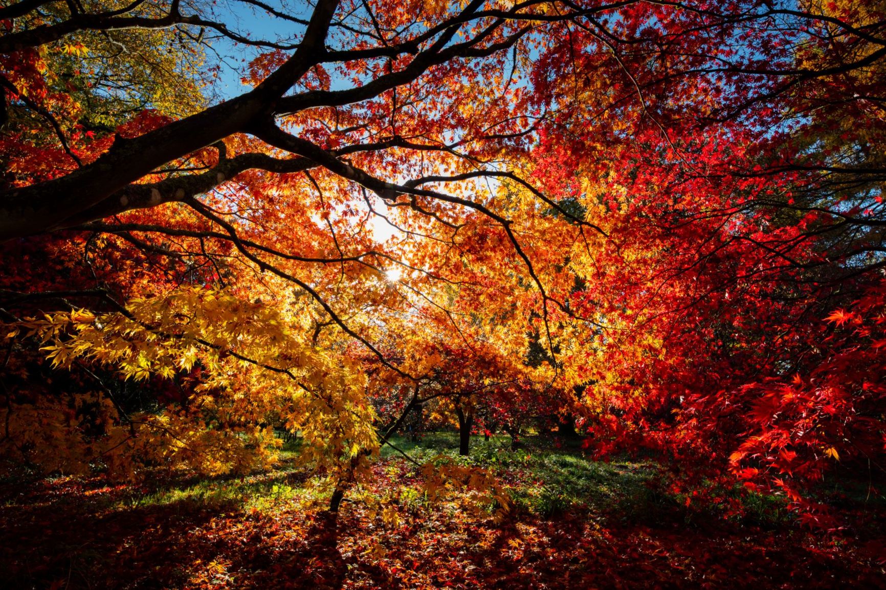 Arboretum view