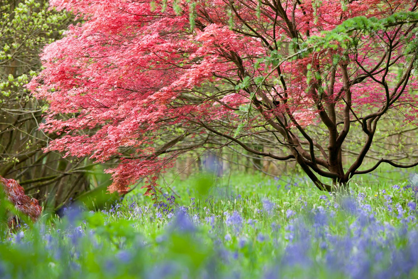 Arboretum view